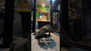 Lady and the Tramp Rhino Iguana Style 🤌reptile lizard exoticpet fyp rhinoiguana pets iguana [upl. by Melvyn]