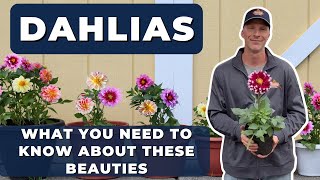 Best Care Tips for DAHLIAS and How to OverWinter Them [upl. by Mulry]