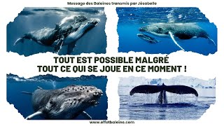 TOUT EST POSSIBLE malgré tout ce qui se joue en ce moment   Message dAmour des Baleines [upl. by Nylg388]