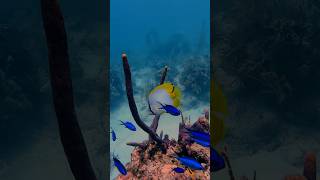 Spotfin Butterfly fish scubadiving underwater scubadivingislife walldive spotfinbutterflyfish [upl. by Ahsilac87]