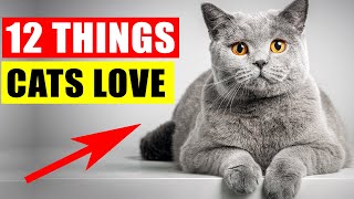 12 Things Cats Love the Most [upl. by Groh643]