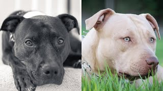 Pitbulls Being Wholesome EP44  Funny and Cute Pitbull Compilation [upl. by Asirak348]