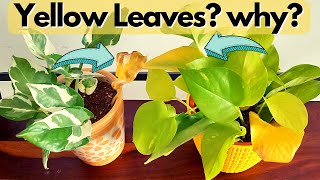 Yellow money plant  pothos leaves Find out why [upl. by Foley151]