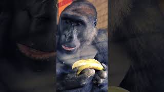 This is the best way to eat a banana gorilla mukbang asmr eating eating banana [upl. by Yonina217]