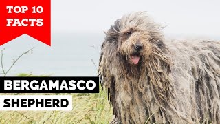 Bergamasco Shepherd  Top 10 Facts [upl. by Benson50]