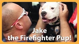 Rescue Dog Jake Becomes A Firefighter Hero [upl. by Ediva]