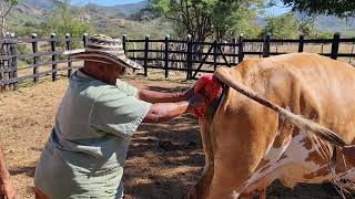 Corrigiendo un prolapso uterino a una vaca [upl. by Isewk306]