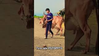 Gir cow sale third lactation pargnet cow dhamnod jila dhar mp contact number 9521589712 [upl. by Wehtam905]