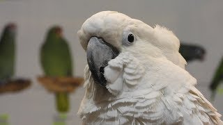 Foire aux oiseaux de Pontivy 2019 4K [upl. by Earased52]