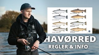 Havørredfiskeri Kend Din Havørred Regler amp Info [upl. by Autry]