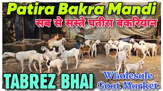 Patira Bakra Mandi Sab Se Sasti Bakriyan At TABREZ BHAI  Chamanpura Se Sasta Milega In Bhiwandi [upl. by Allit]