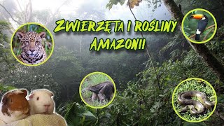 Zwierzęta i rośliny w Amazonii geografia  lekcja dla klasy 8 online [upl. by Geddes423]