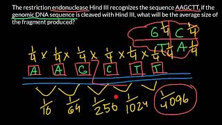 Restriction endonuclease and average fragment length [upl. by Aisile]