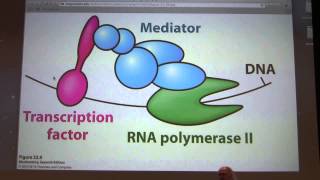 50 Kevin Aherns Biochemistry  Gene Expression II [upl. by Solomon]