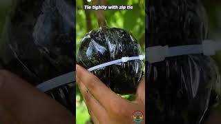 How to air layering lychee tree  propagation lychee trees airlayering ytshortsindia ytshortsai [upl. by Aisek]