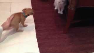 Chihuahua scared from kitten [upl. by Christine]