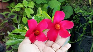 how to grow mandevilla🌺🌺how to care mandevilla plant🌱beautiful mandevilla plant🌱 [upl. by Albric]