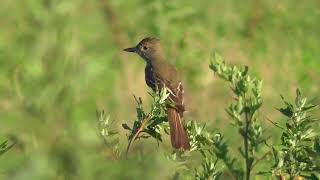 Great Crested Flycatcher Myiarchus crinitus hunting in grass flycatcher birds [upl. by Qerat]