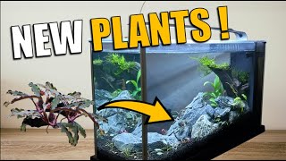 Planting my Fluval Spec aquarium [upl. by Ranchod]