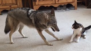 Coyote Plays With Cat  Insane [upl. by Aniretak585]