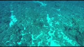 Underwater video captures sonar pings [upl. by Odnavres429]