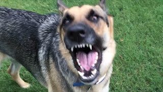 German Shepherd Power Barking [upl. by Ylyl]