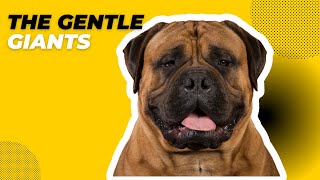 Bullmastiff the Gentle Giant with a Rich History  foryou foryoupage bullmastiff [upl. by Norramic]