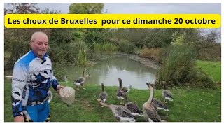 20 octobre Au jardin avec Philippe Vous serez tous sur les choux de Bruxelles [upl. by Joab]