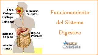 Funcionamiento del Sistema Digestivo [upl. by Troc715]