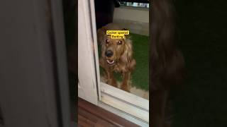 Cocker spaniel barking punjabisong cockerspaniel barking [upl. by Eniwtna]