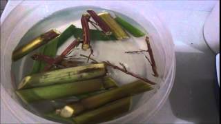 Video educativo Cultivo in vitro de Caña y Limón [upl. by Child]