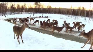 20190320  713 Deer on the Brownvilles Food Pantry For Deer [upl. by Pincince]