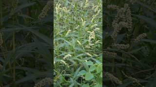 Persicaria maculosa naturephotography naturalbeauty villagephotography jungle forestlife [upl. by Weinstein]