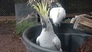 very angry cockatoo at Tamworth NSW Australia [upl. by Halilahk325]