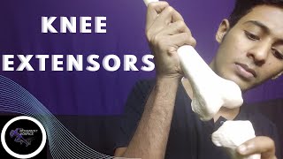 KNEE EXTENSORS KNEE JOINT KINETICS KNEE COMPLEX BIOMECHANICS PHYSIOTHERAPY TUTORIALS [upl. by Nireves125]