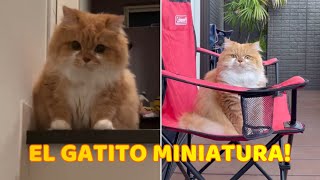 Po el Lindo Gatito Minuet [upl. by Greenberg559]