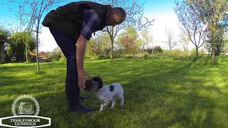 Gundog Puppy Retrieves – Islay the 16 week old Springer Spaniel [upl. by Urania]