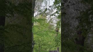 Young Barred Owl quotMidnightquot Gets a Visit From Parents Above Nest May 2 2024 [upl. by Akeber]