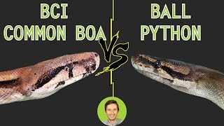 Ball Python vs Common Boa BCI  Head To Head [upl. by Georgetta127]