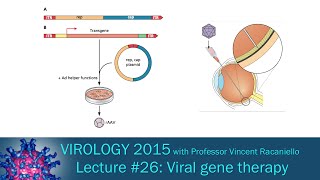 Virology 2015 Lecture 26 Viral gene therapy [upl. by Della]