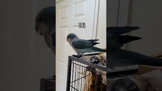 Quaker Parrot talking shorts [upl. by Inahs]