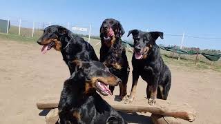 The Beauceron [upl. by Carlo]