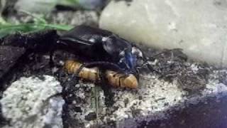 Calosoma Campalita maderae feeding 2 [upl. by Ainevul633]