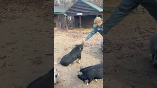 Clarance and Jimmy putting on a show for a tour group 🐷👏 pigs animaltricks animalrescue [upl. by Mcneil]