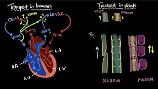 Transportation in humans amp plants  Life processes  Class 10 Biology  Khan Academy [upl. by Shargel]