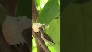 The Palebilled Flowerpecker birds birdsofindia birdsofkerala nature wildlife sachinsan [upl. by Anilek]