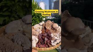 Growing Mushroom in Rooftop pearypie nature mushroom [upl. by Kordula626]