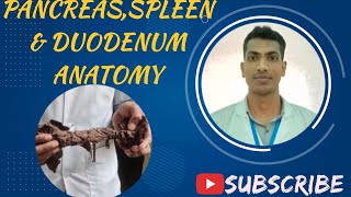 Pancreas Spleen amp Duodenum Viscera Bangla demo Abdomen Anatomy viscera [upl. by Lacagnia621]