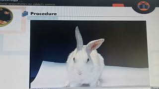 To study effect of local anaesthetics on rabbits cornea Pharmacology experiment [upl. by Murtha]