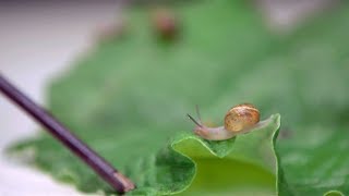 Cinta de cobre para evitar la plaga de babosas y caracoles en hostas  Bricomanía [upl. by Otrebla572]